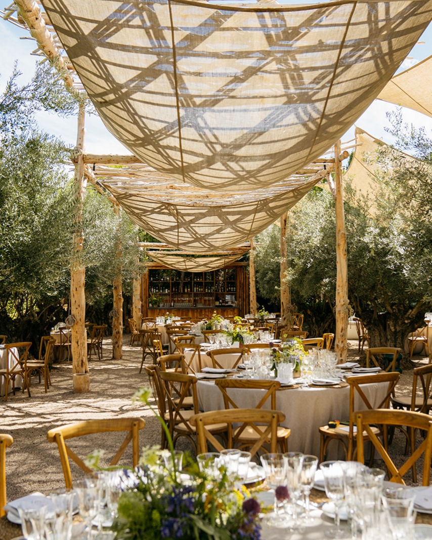 Brindis entre olivos centenarios
